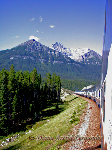 Canada-train-ride-through-mountain-and-pine